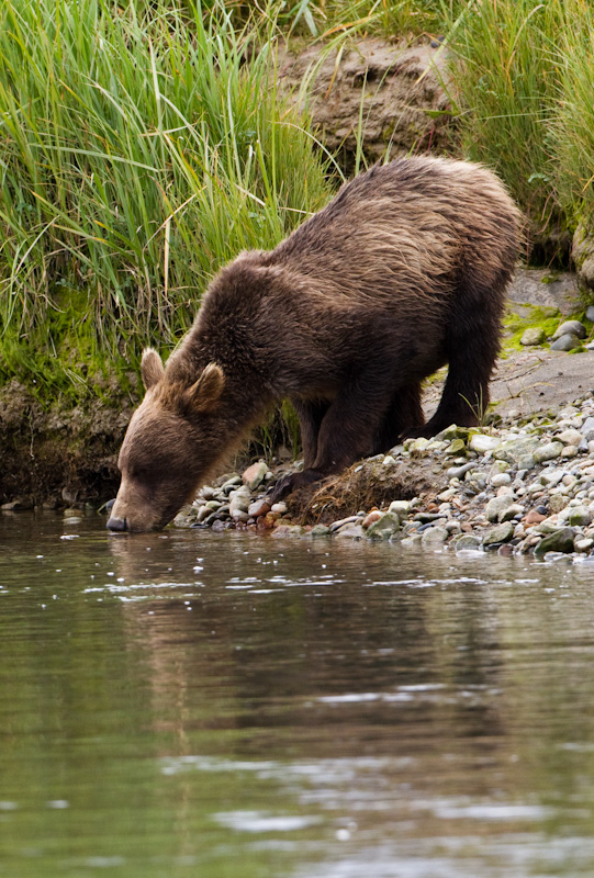 Grizzly Bear Cub Drinking From Stream